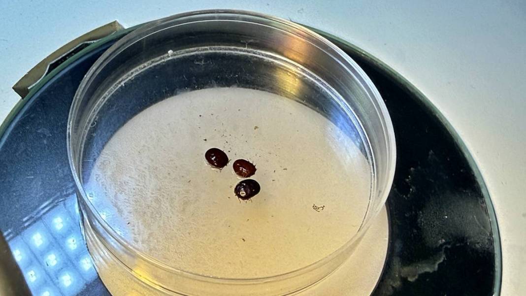 Bu mevsimde kamp yapanlar şimdi yandı: Sayısı hızla artıyor! Uzman isim uyardı, bunun şakası yok 11